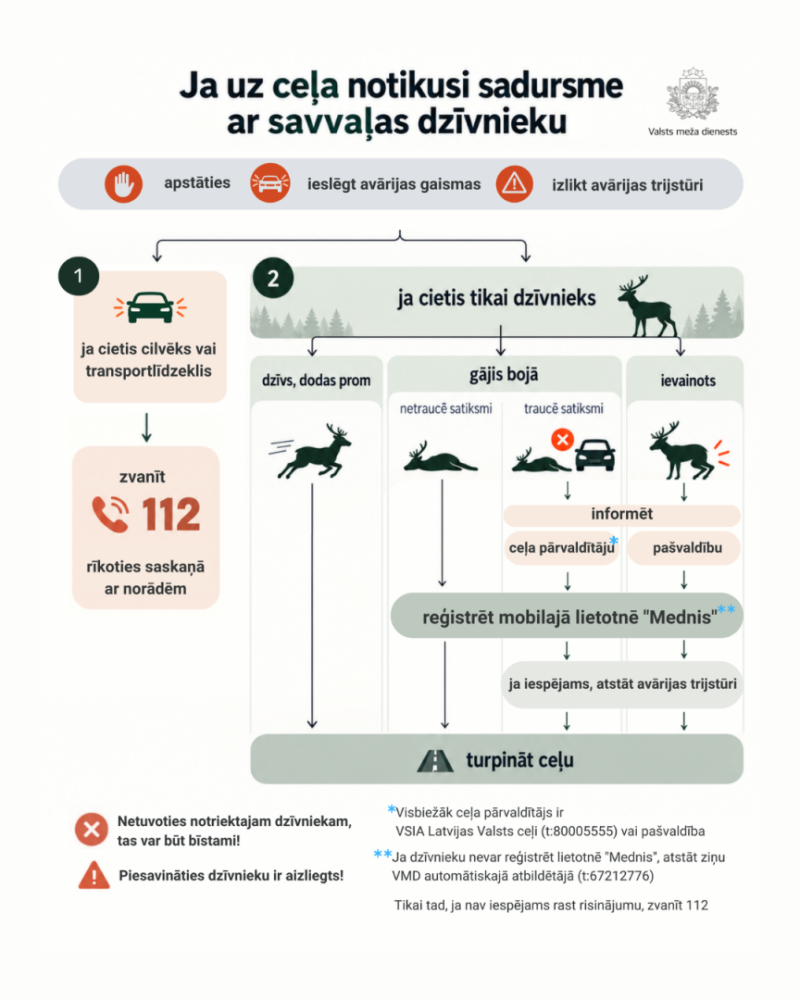 Rīcība gadījumos, kad uz ceļa notikusi sadursme ar savvaļas dzīvnieku