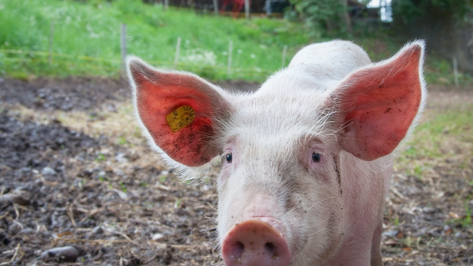 Paziņojums par SIA “Baltic Pork” cūku audzēšanas kompleksa “Rukši” pārbūves ietekmes uz vidi novērtējuma ziņojuma iesniegšanu Vides pārraudzības valsts birojā atzinuma saņemšanai