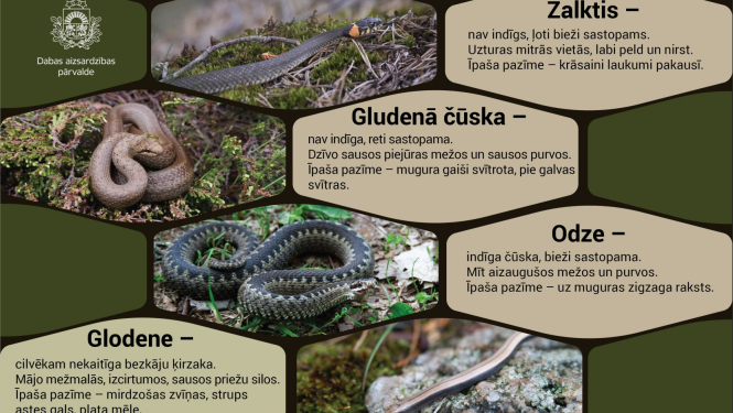 Zalktis, gludenā čūska, odze un glodene