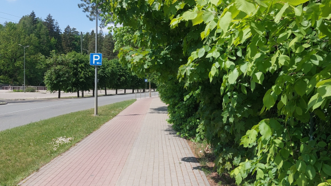 Krūmi ielas malā