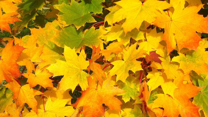 Rudens lapas