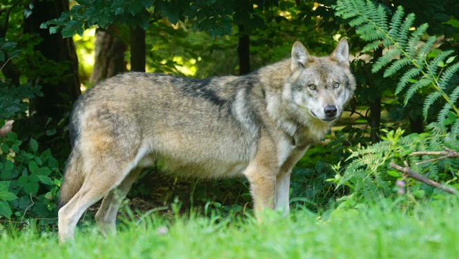 Vilks