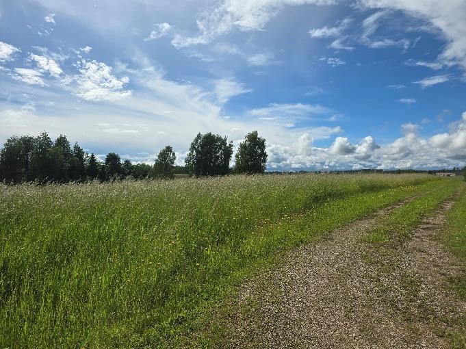  Nekustamā īpašuma Krastmalas ielā 16, Birzgalē, izsole. Ainava.