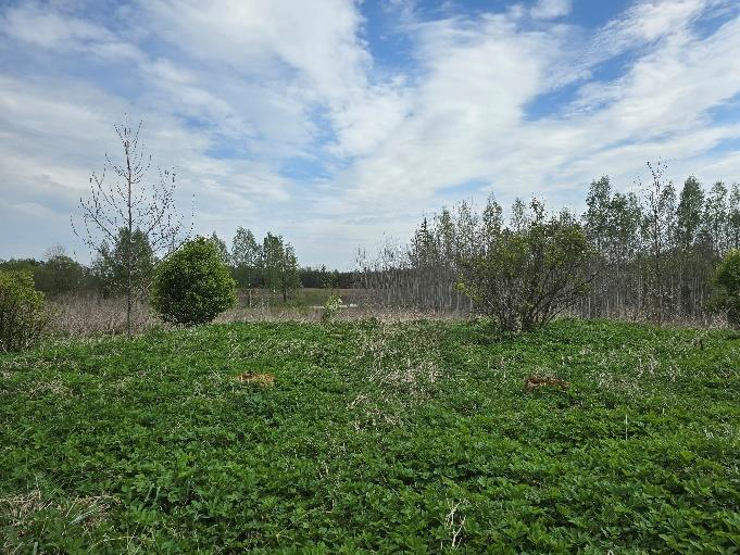 Ogres novada pašvaldībai piederoša nekustamā īpašuma – “Paēnas” , Ogresgala pag., Ogres nov. – izsole