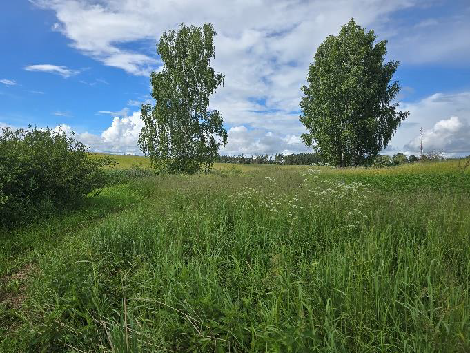 Nekustamā īpašuma Krastmalas ielā 20, Birzgalē, izsole. Zemes gabala ainava.
