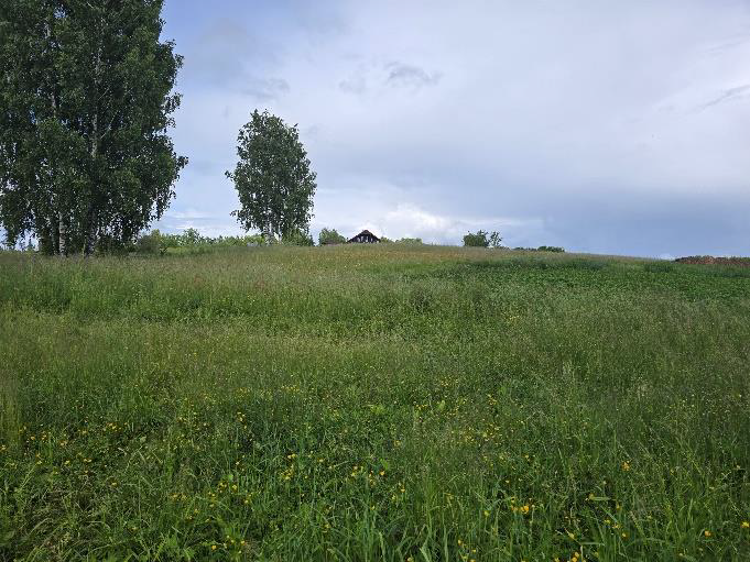 Nekustamā īpašuma Krastmalas ielā 20, Birzgalē, izsole. Zemes gabala ainava.