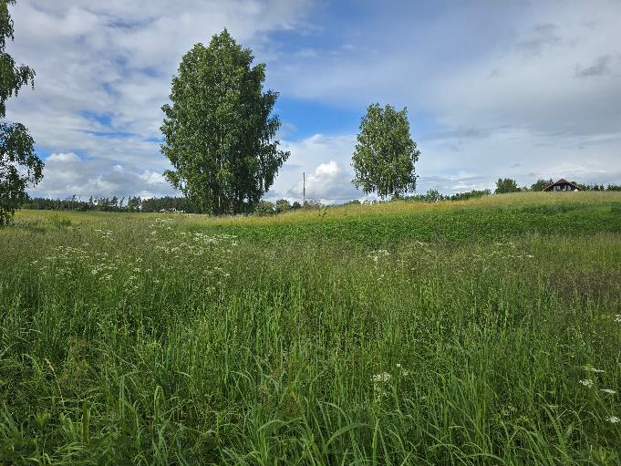 Nekustamā īpašuma Krastmalas ielā 20, Birzgalē, izsole. Zemes gabala ainava.