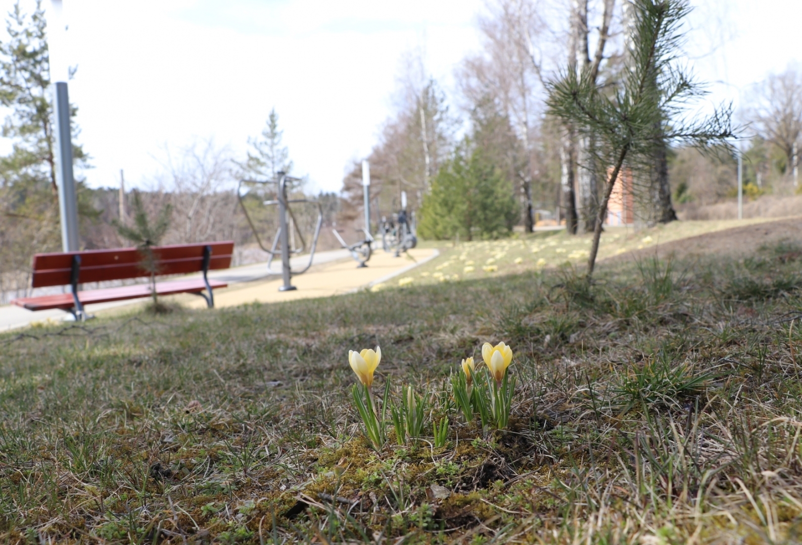 Apzaļumošana Ogrē. 12.04.2022.