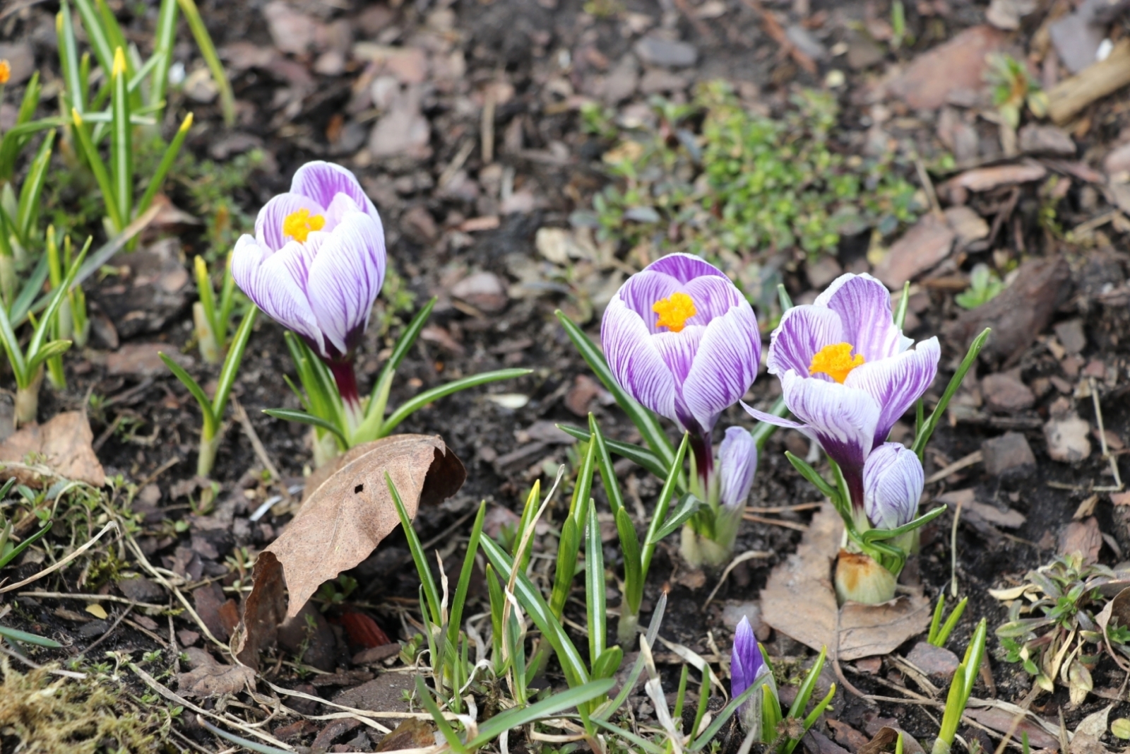 Apzaļumošana Ogrē. 12.04.2022.