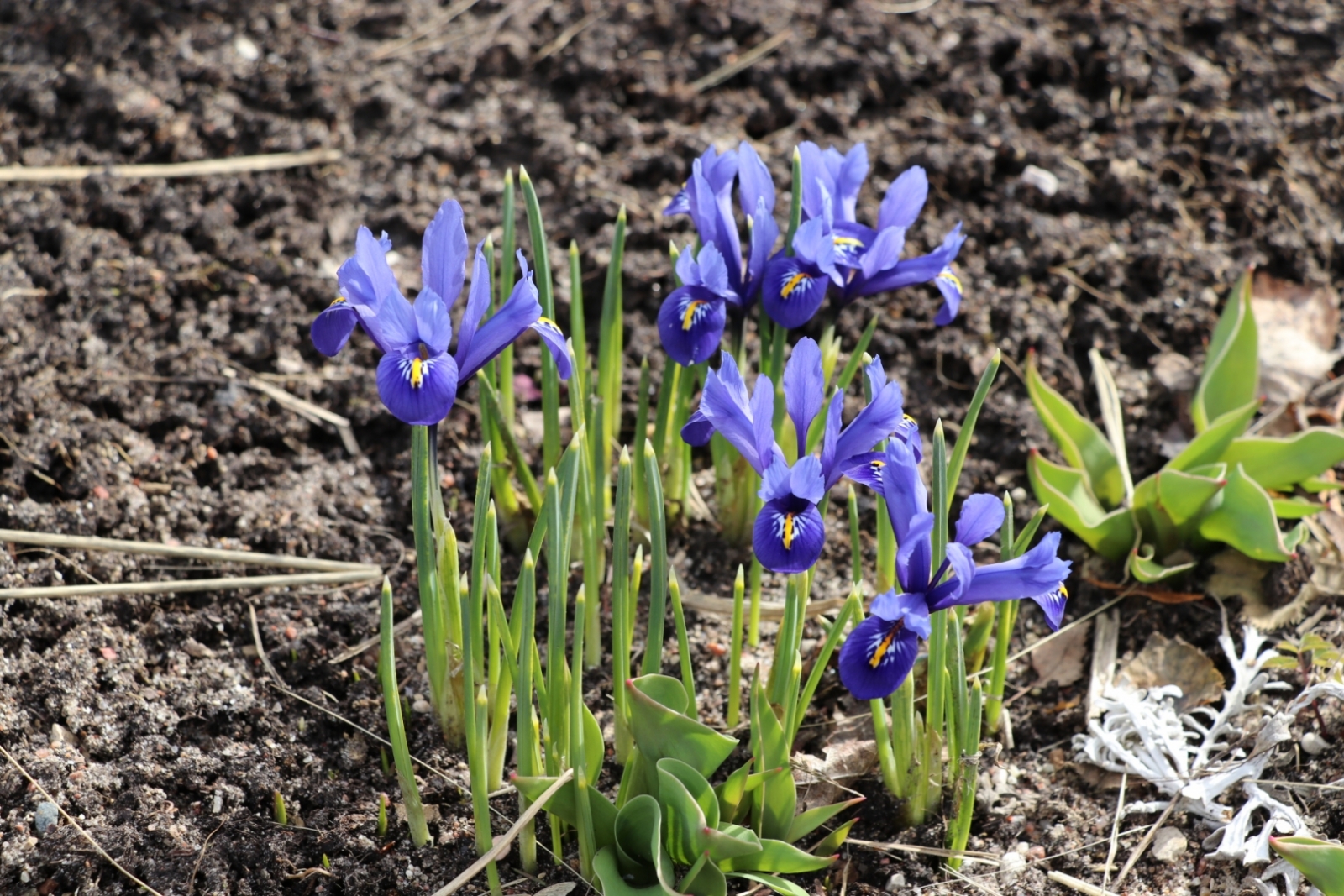 Apzaļumošana Ogrē. 12.04.2022.