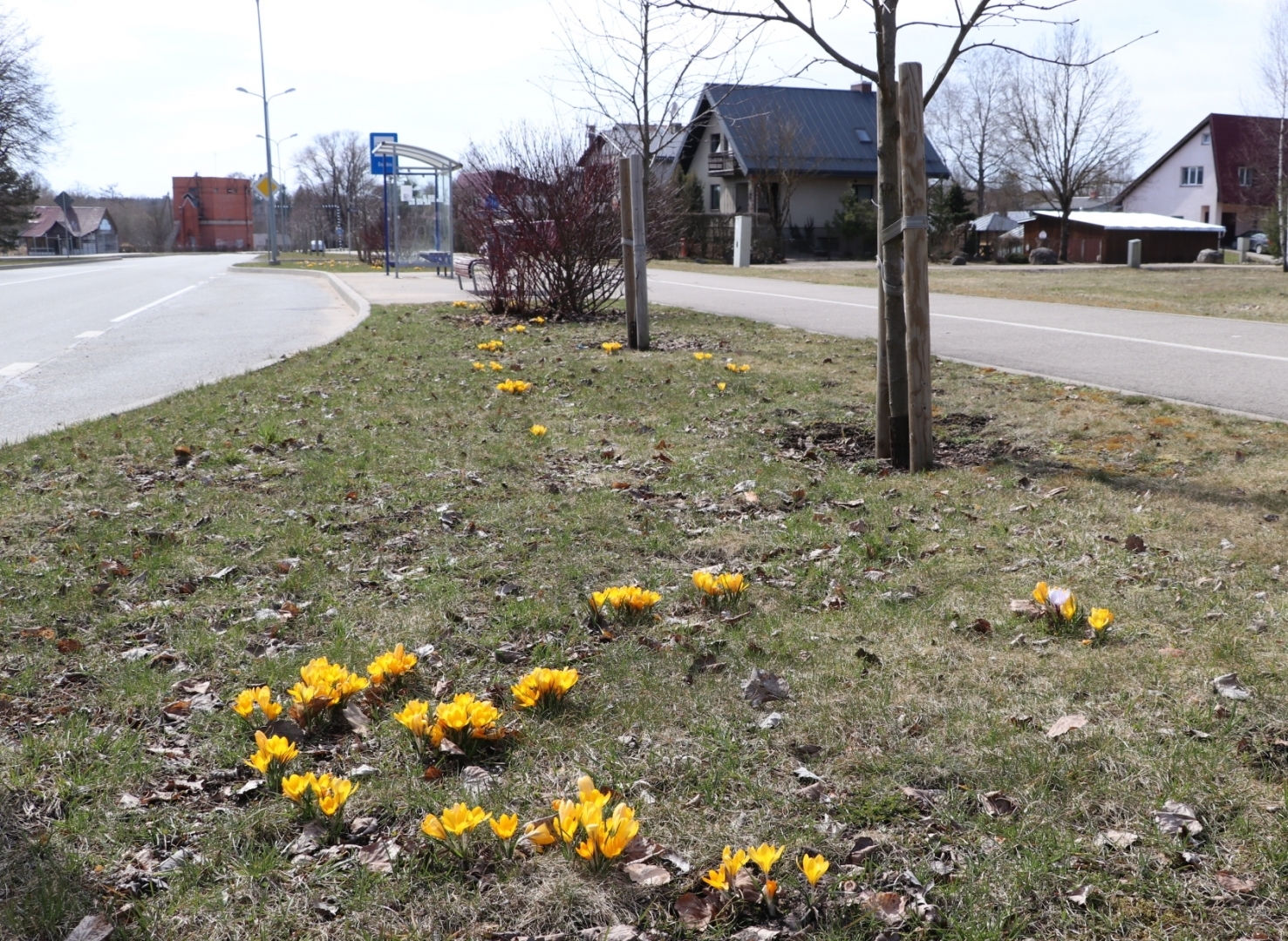 Apzaļumošana Ogrē. 12.04.2022.