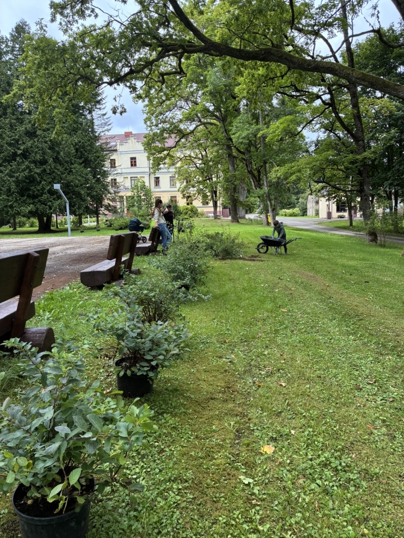 Taurupes muižas parkā tiek iestādīti 185 koki un krūmi projekta “Taurupes muižas parka labiekārtošana” ietvaros 