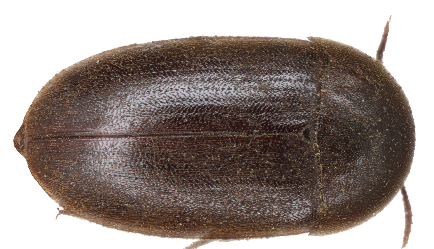 Vabole