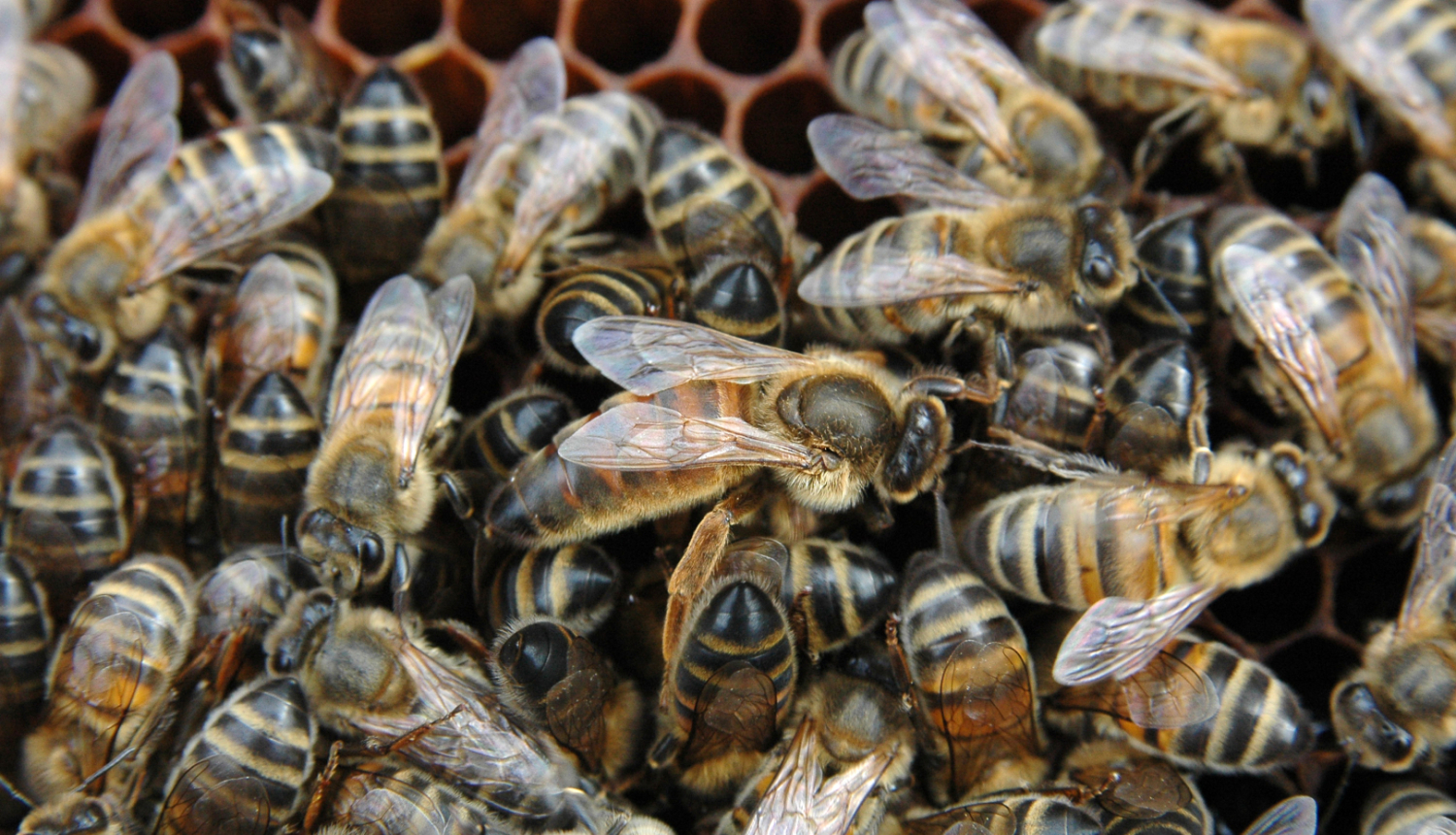 Bites