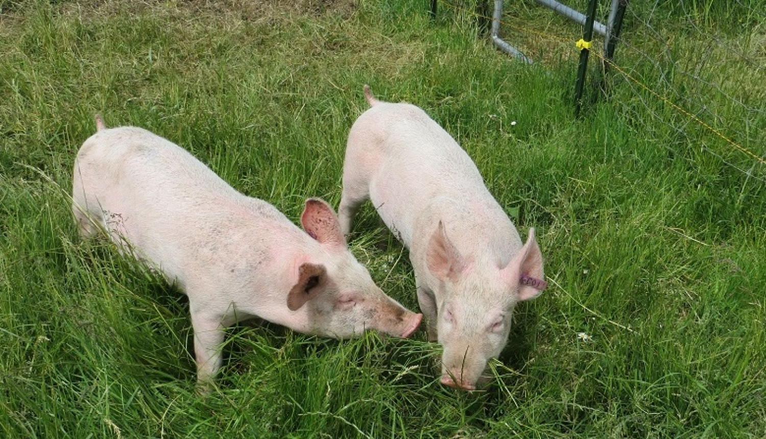 Iedzīvotāju aptauja par SIA "Baltic Pork" cūku audzēšanas kompleksu