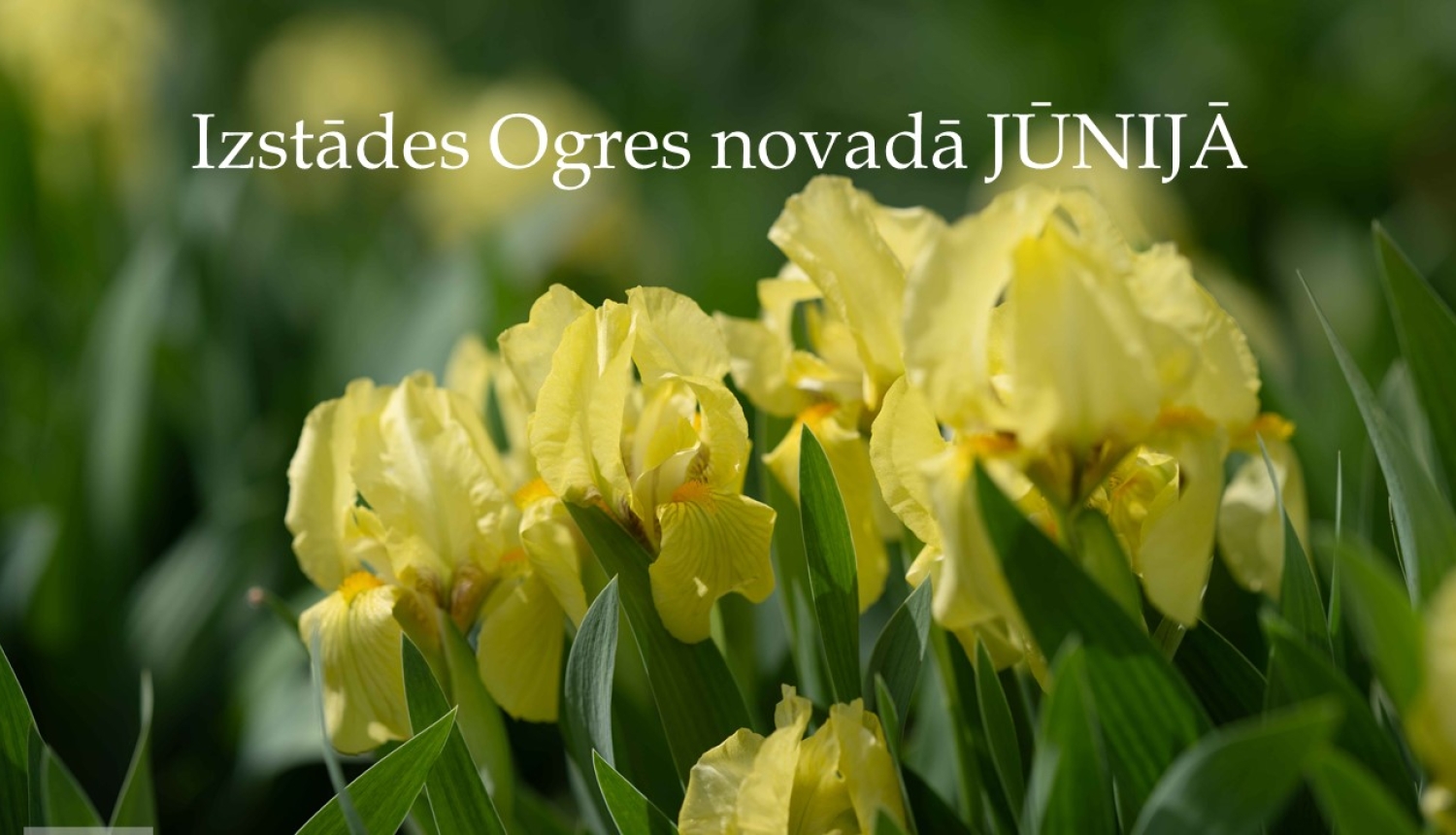 Izstādes Ogres novadā jūnijā- titulattēls