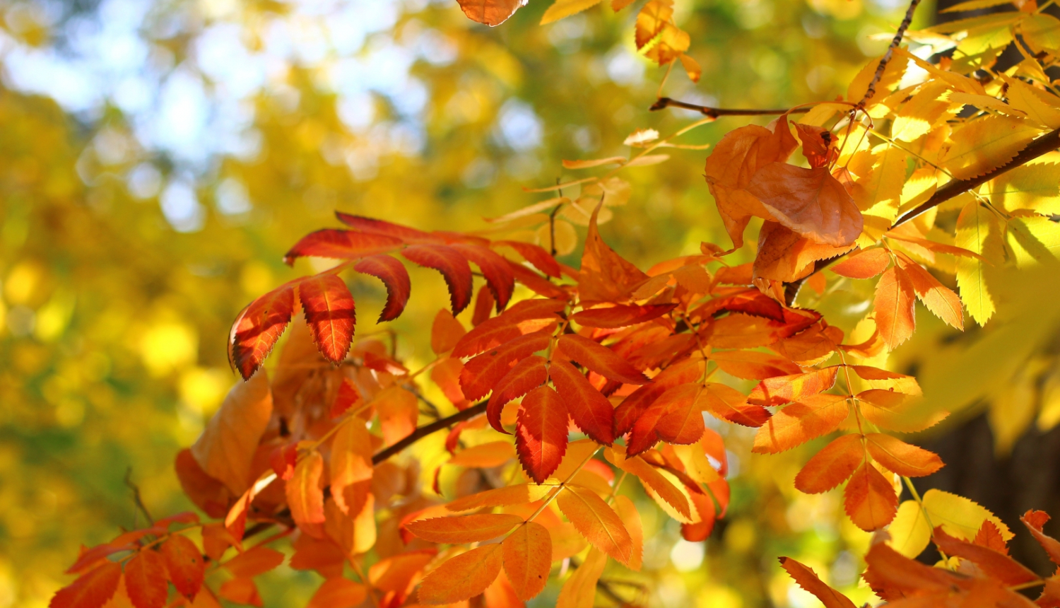 Rudens