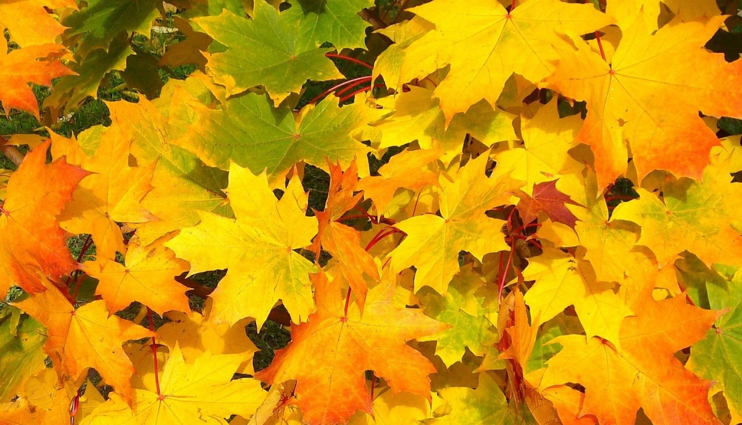 Rudens lapas