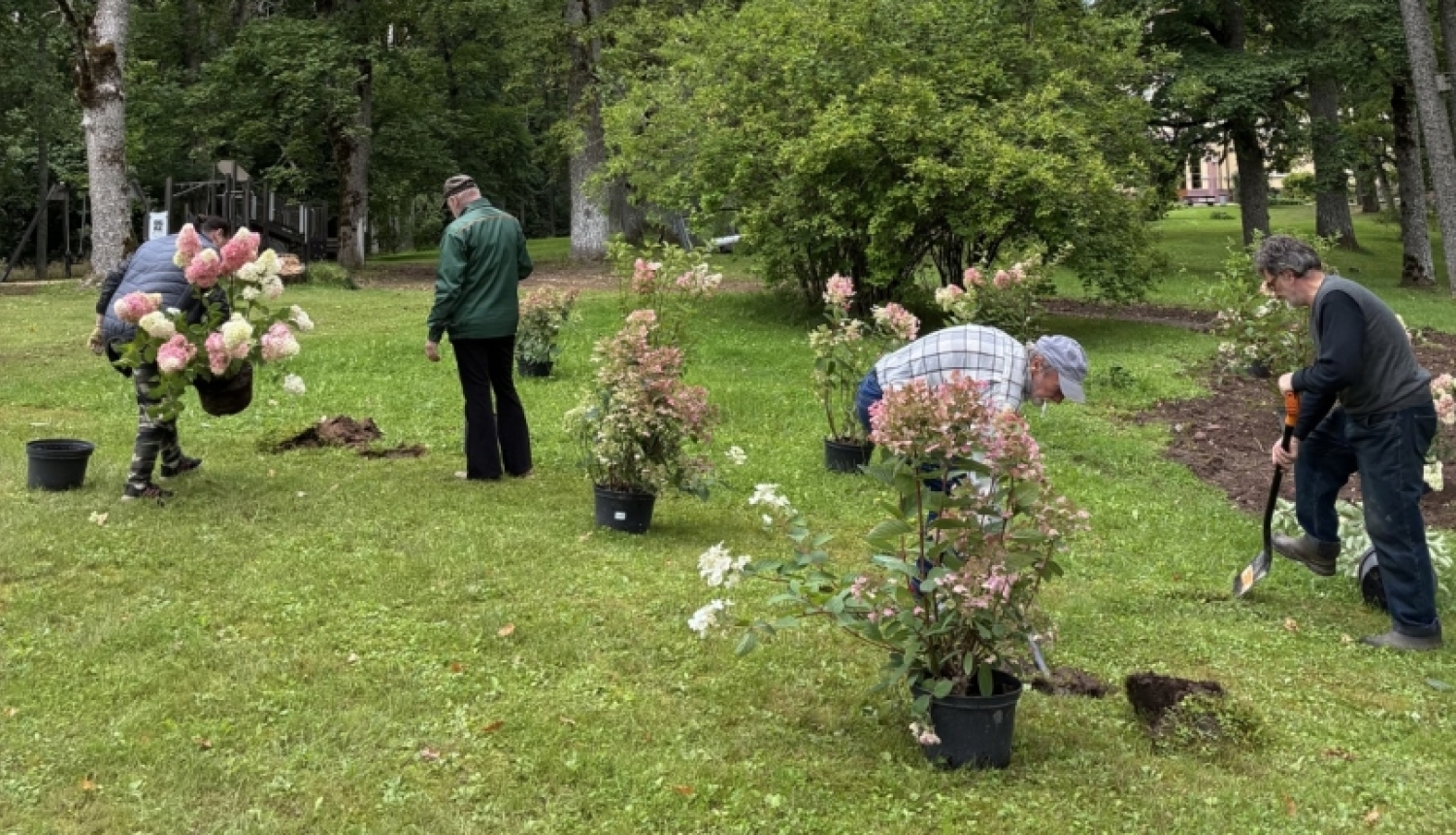 Taurupes muižas parkā tiek iestādīti 185 koki un krūmi projekta “Taurupes muižas parka labiekārtošana” ietvaros 