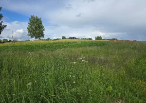 Nekustamā īpašuma Krastmalas ielā 20, Birzgalē, izsole. Zemes gabala ainava.