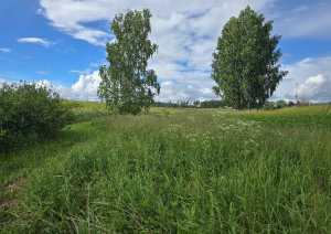 Nekustamā īpašuma Krastmalas ielā 20, Birzgalē, izsole. Zemes gabala ainava.