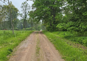 Nekustamā īpašuma “Ziediņi”, Mazozolu pagasts, Ogres novads, atsavināšanas izsole
