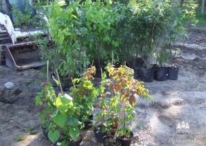 Notiek Ogresgala pamatskolas stadiona rekonstrukcija