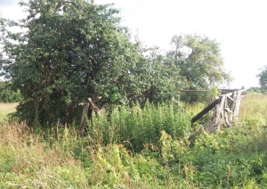 Jasmīnu iela 4, Birzgale