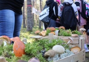 Ogres Zilajos kalnos Meža zinību dienā skolēni apgūst Meža ābeci
