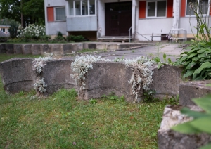 Nama Meža prospektā 6, Ogrē, apstādījumi