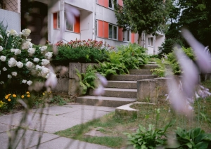 Nama Meža prospektā 6, Ogrē, pagalms, apstādījumos hortenzijas un smilgas