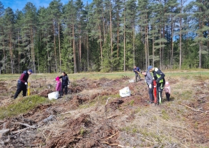 Iedzīvotāji atjauno mežu Rembatē 29.04.2023.