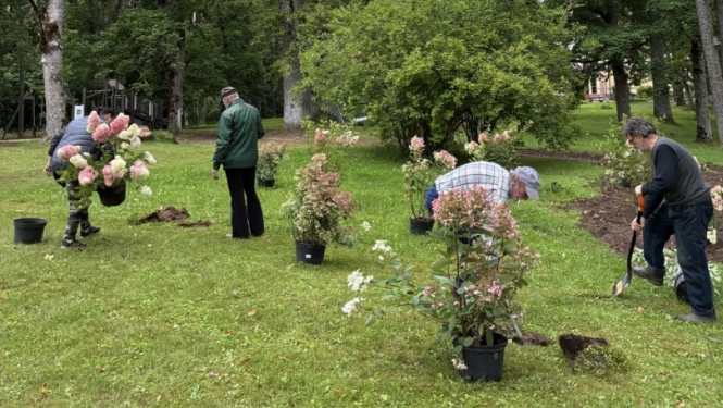 Taurupes muižas parkā tiek iestādīti 185 koki un krūmi projekta “Taurupes muižas parka labiekārtošana” ietvaros 