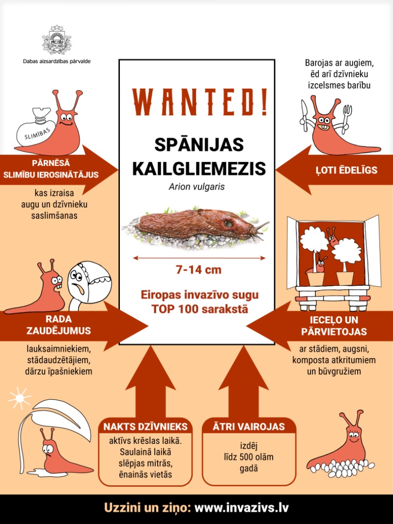 Infografika par Spānijas kailgliemezi - pamatinformācija