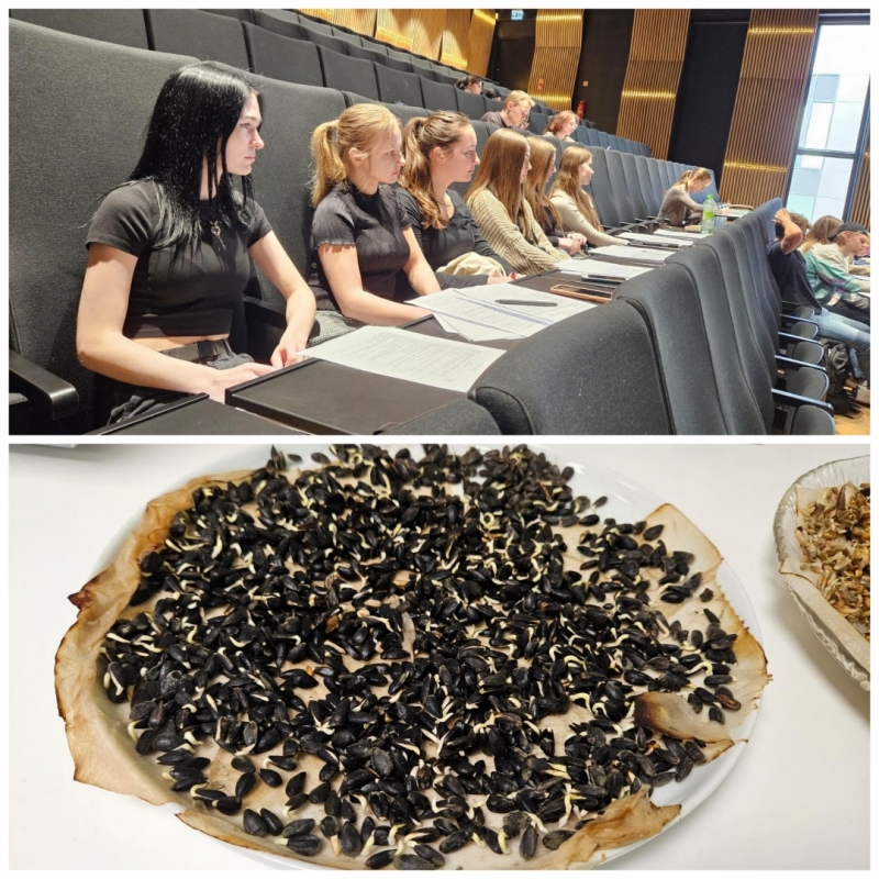 Jaunieši sēž pelēkos krēslos, saulespuķes uz mīklas, kolāža 06.2024.