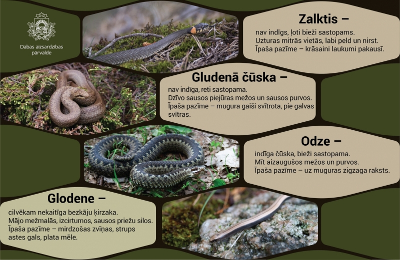 Zalktis, gludenā čūska, odze un glodene