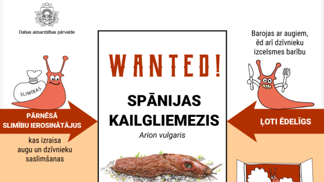 Infografika par Spānijas kailgliemezi - pamatinformācija