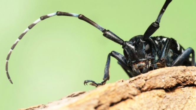 Ogresgala bibliotēkā apskatāma ceļojošā izstāde