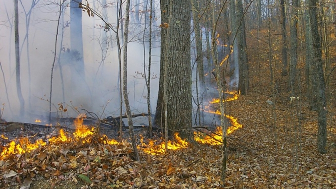Latvijas mežos sācies ugunsnedrošais laiks