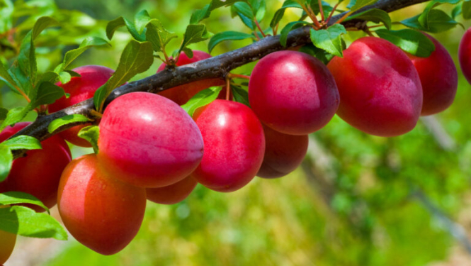 Seminārs augļu koku un ogulāju audzētājiem