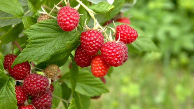 Aicina piedalīties seminārā un pieredzes apmaiņas braucienā par ogu audzēšanu
