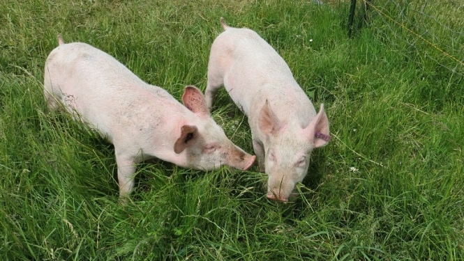 Iedzīvotāju aptauja par SIA "Baltic Pork" cūku audzēšanas kompleksu
