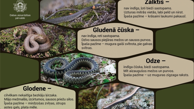 Zalktis, gludenā čūska, odze un glodene