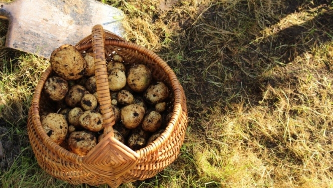 Rudentiņš bagāts vīrs Ogres VPII “Dzīpariņā”!