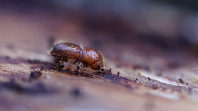 Egļu astoņzobu mizgrauzis (Ips typographus) Agnis Šmits