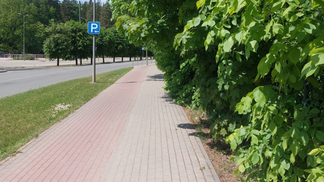 Krūmi ielas malā