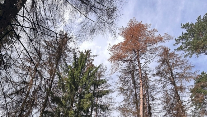 Astoņzobu mizgrauža bojāti koki