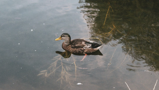 pīle