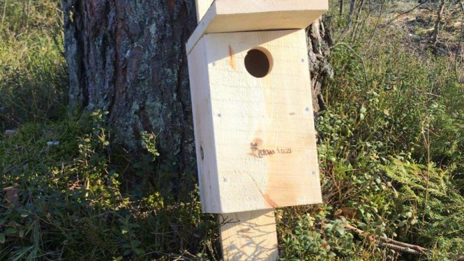 Dalies ar fotogrāfijām, kā gatavo un izvieto putnu būrīšu!