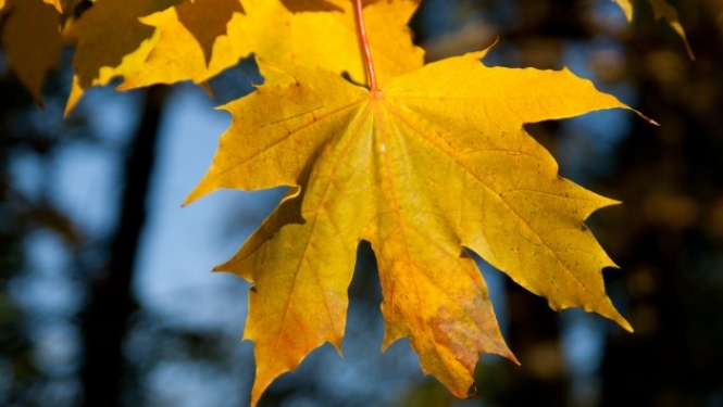Rudens lapas var vest uz šķiroto atkritumu pieņemšanas laukumu
